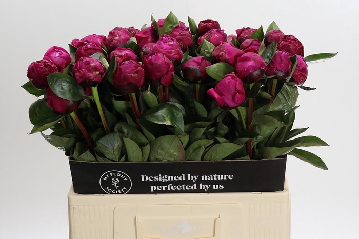 <h4>Paeonia Red Sarah</h4>