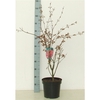 Acer palmatum 'Pixie' P26 Full CC