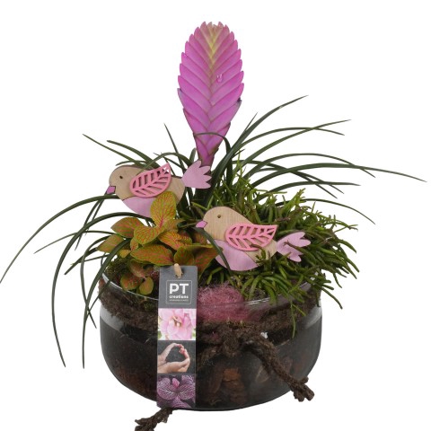 <h4>PTIG6864 Arrangementen kamerplanten</h4>