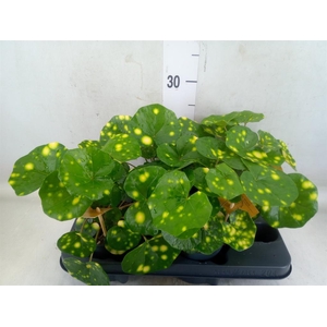 Farfugium japon. 'Wavy Gravy'