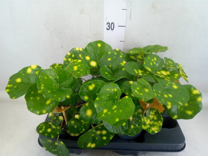 <h4>Farfugium japon. 'Wavy Gravy'</h4>