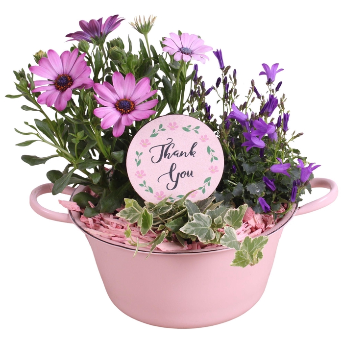 <h4>Mothersday Arr. Outdoor Zinc Bowl With Handles Pink Ø20cm 3PP</h4>