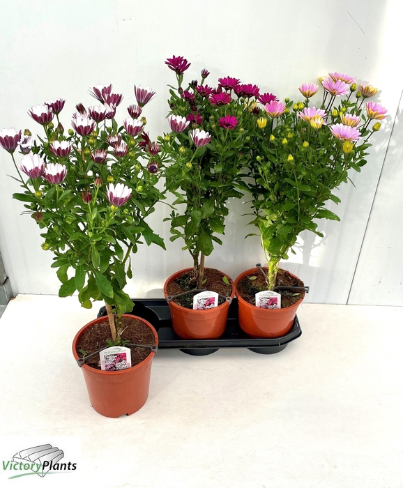 arr8 Osteo Gem Op Stam