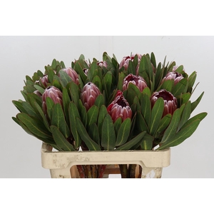 Protea Pink Ice