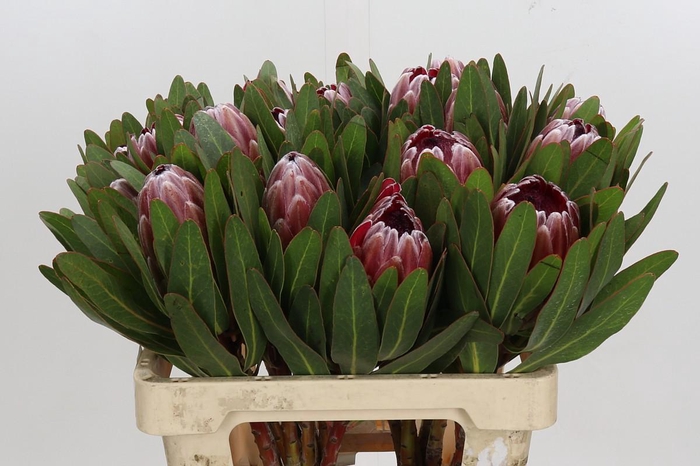 <h4>Protea Pink Ice</h4>