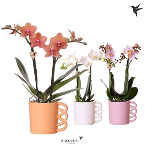 Kolibri Orchids Phalaenopsis mix 2 spike in Happy Mug pot mix