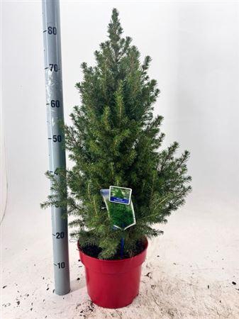 Picea Gl December