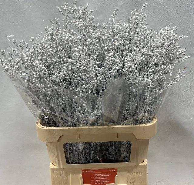 <h4>CHAME OV KLB H%</h4>