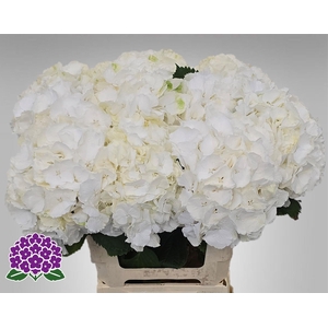 HYDR M CH WHI VERENA