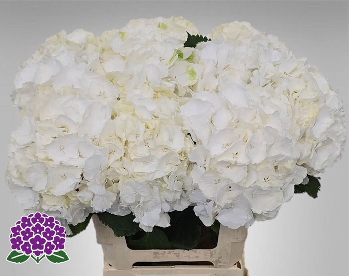 <h4>HYDR M CH WHI VERENA</h4>