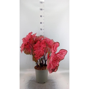 Caladium   ...