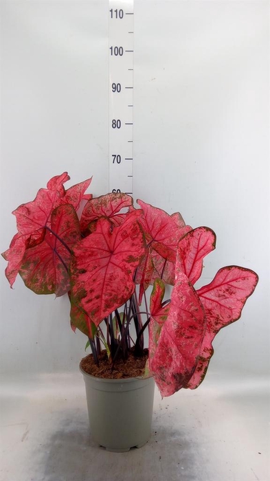 <h4>Caladium   ...</h4>