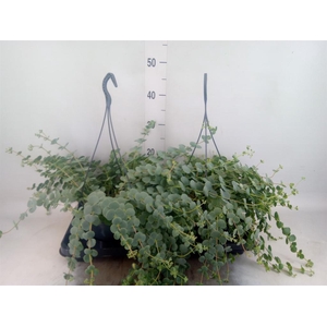 Sedum sieboldii