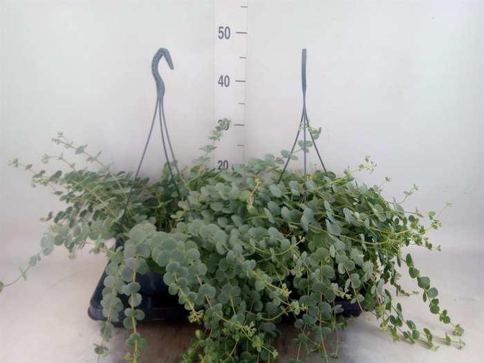 <h4>Sedum sieboldii</h4>