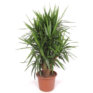 Yucca elephantipes 4+ armen