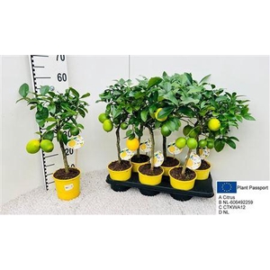 Citr Meyeri Meyer 2+ Fruits