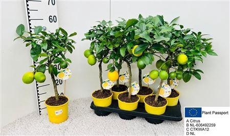 <h4>Citr Meyeri Meyer 2+ Fruits</h4>