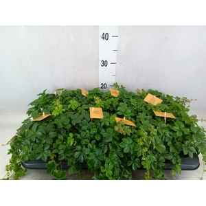 Parthenocissus  'Sugar Vine'
