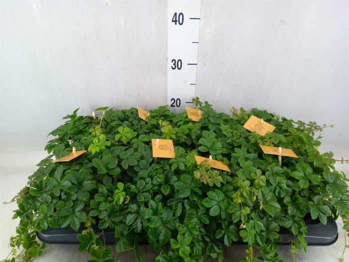 <h4>Parthenocissus  'Sugar Vine'</h4>