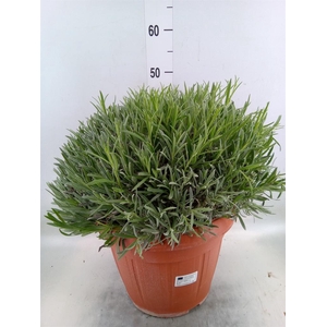Lavandula angus.