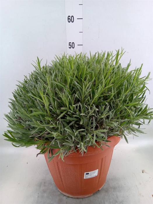 <h4>Lavandula angus.</h4>