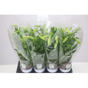 Lil Longi Miracle 2-3pp