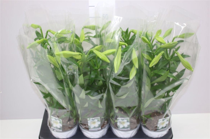 <h4>Lil Longi Miracle 2-3pp</h4>