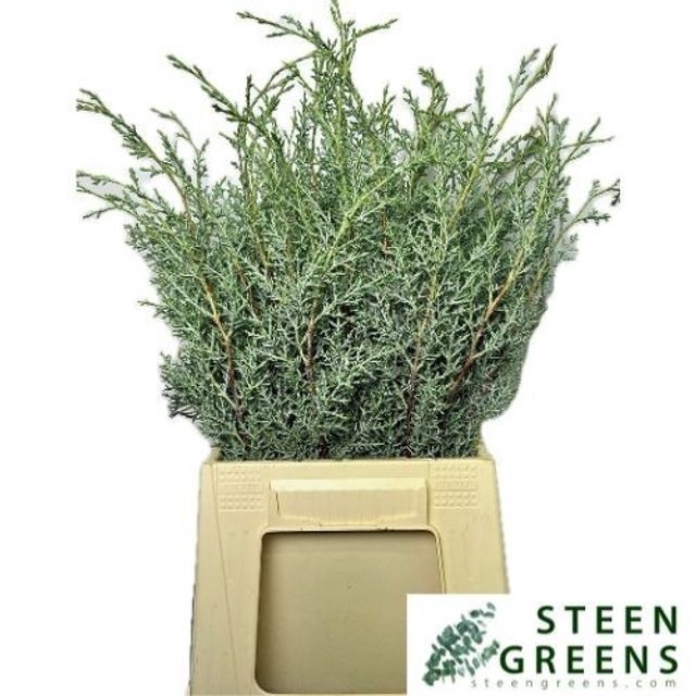 <h4>CUPRES AR 'GLAUCA' p.tak</h4>