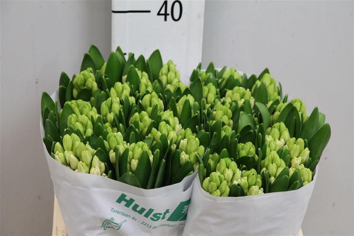 <h4>Hyac Antarctica</h4>