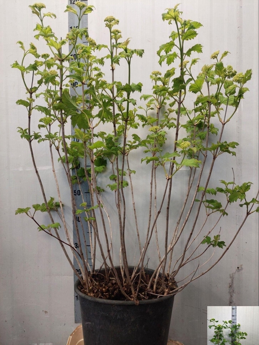 <h4>VIBU OP ROSEUM</h4>