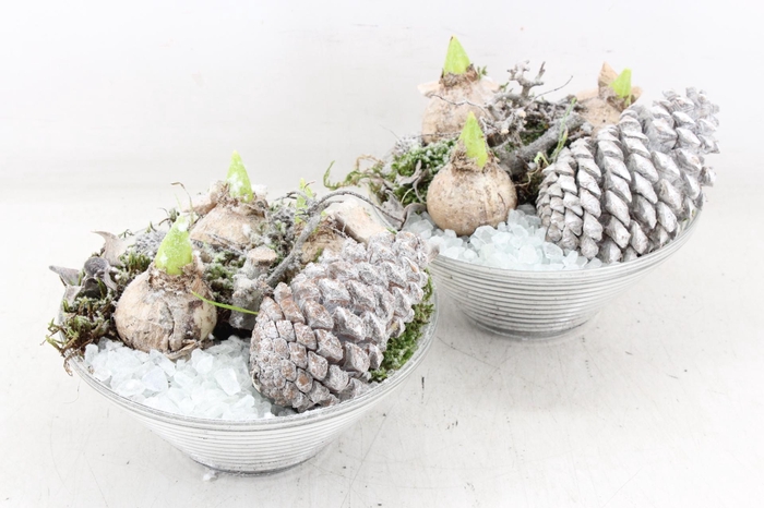 <h4>arr4 Hyacint MB - Glas ribbel x3</h4>