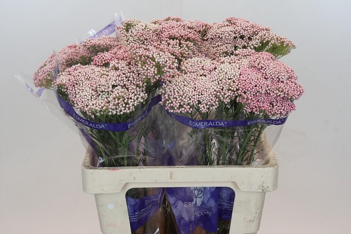 Ozothamnus Cooks Pink