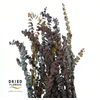 Dried Bleached Eucalyptus Baby Blue Autumn Mix