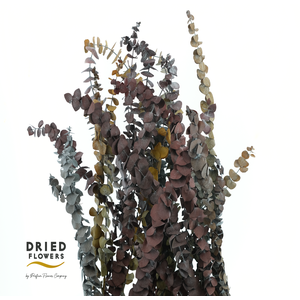 Dried Bleached Eucalyptus Baby Blue Autumn Mix