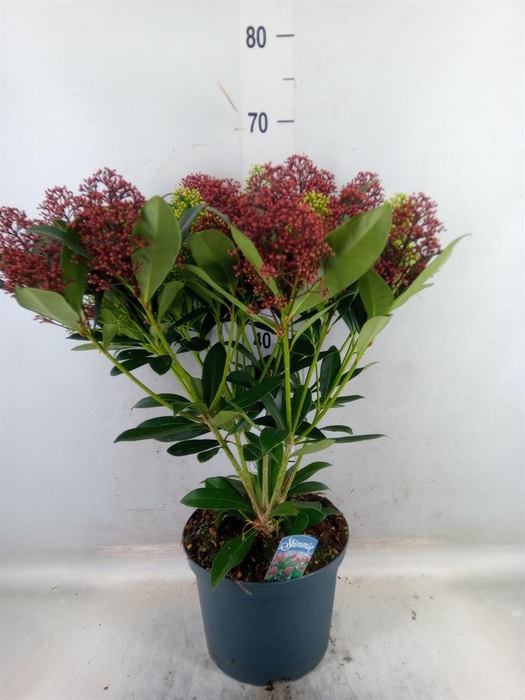 <h4>Skimmia jap.</h4>