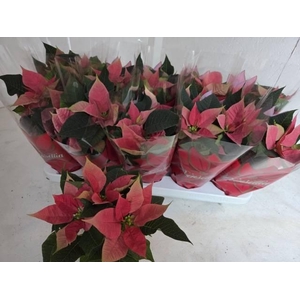 EUPHOR POINSETTIA PINK