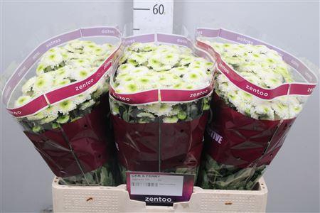 <h4>Chr S Ferry</h4>