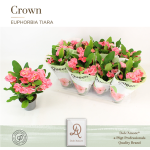 Euphorbia (Milii Grp) 'Charlotte'