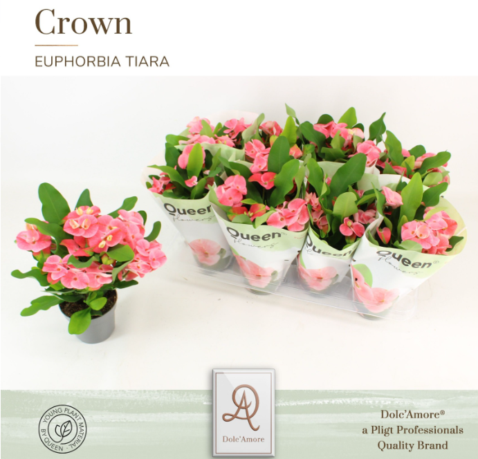 <h4>Euphorbia (Milii Grp) 'Charlotte'</h4>