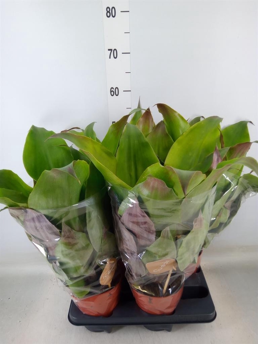 <h4>Aechmea tayoensis</h4>