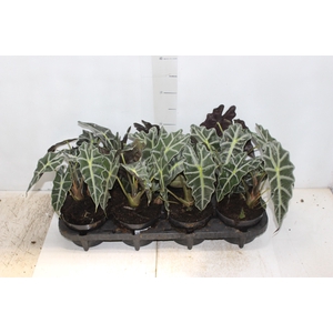 ALOCASIA POLLY P12