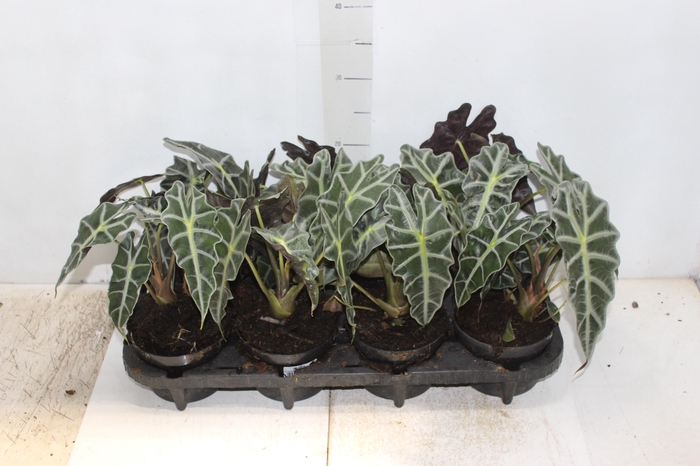 <h4>ALOCASIA POLLY P12</h4>