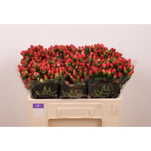 HYP TOMATO FLAIR