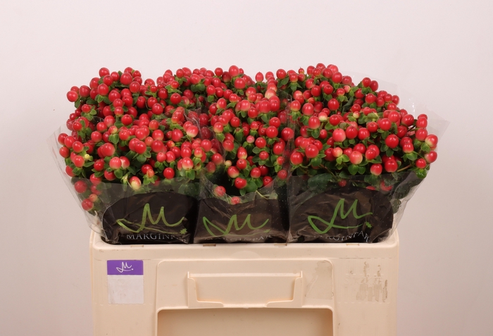 <h4>HYP TOMATO FLAIR</h4>