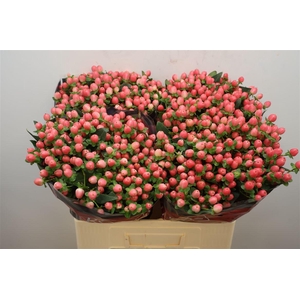 Hyp Sweet Romance Xtra