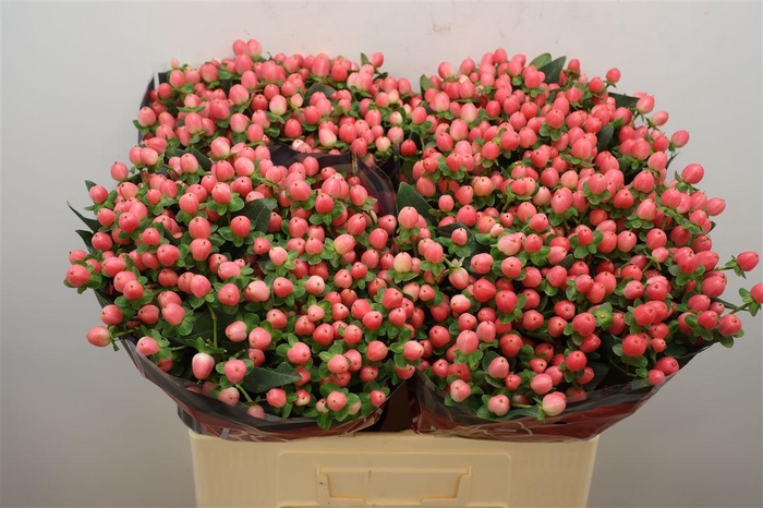 <h4>Hyp Sweet Romance Xtra</h4>