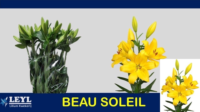 <h4>LI LA BEAU SOLEIL</h4>