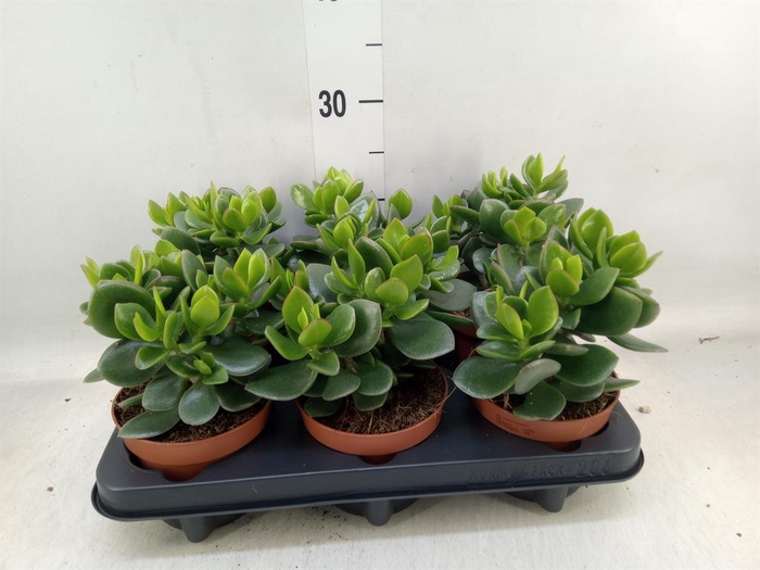 <h4>Crassula 'Hulk'</h4>