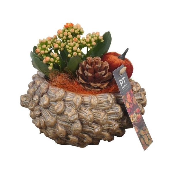 <h4>PTHI5499 Arrangement Herfst Indoor in beton pot</h4>