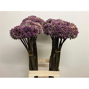 Allium Summer Beauty